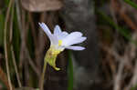 Southern butterwort